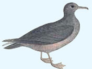 小海鳥200天飛越6萬公里 創(chuàng)最長動(dòng)物遷徙距離記錄