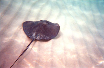 澳洲著名動物衛(wèi)士命喪海底 毒魚刺鰩遭報復(fù)曝尸海灘