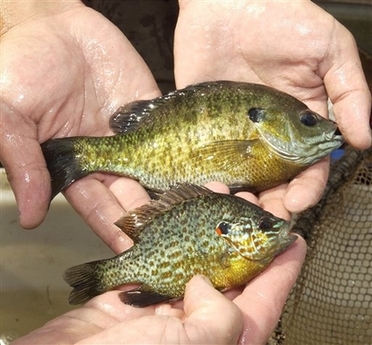 小魚(yú)充當(dāng)反恐戰(zhàn)士 美國(guó)發(fā)明飲用水生物報(bào)警系統(tǒng)