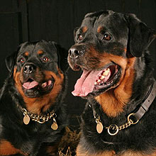 英兩看家猛犬活活咬死半歲女嬰 寵物危險(xiǎn)不容忽視