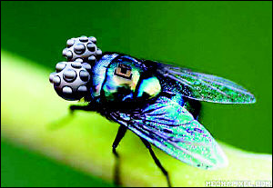 英研發(fā)智能武器“蒼蠅機(jī)器人” 十年內(nèi)應(yīng)用