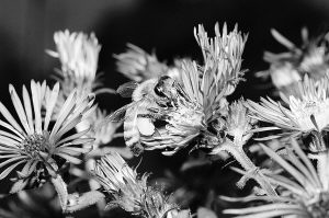 破譯蜜蜂基因組:一個(gè)社會(huì)的秘密