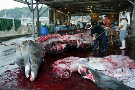 環(huán)保組織海上追蹤 高價(jià)懸賞捉拿日捕鯨船