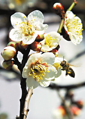 美國(guó)大批蜜蜂免疫系統(tǒng)遭破壞 神秘死亡