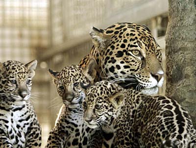 美國(guó)動(dòng)物園一美洲虎突發(fā)兇性咬死女管理員