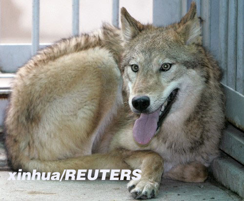 狗媽媽代孕 韓科學家成功克隆兩頭大灰狼