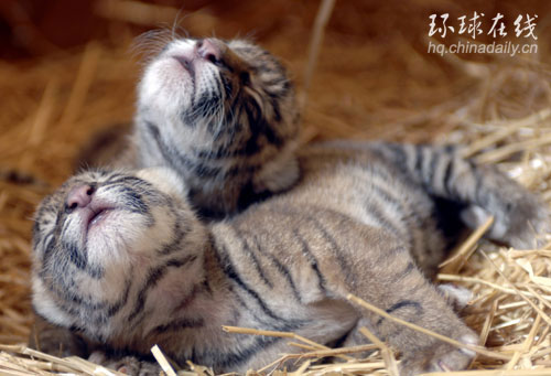 牙都沒長齊的珍稀虎寶寶