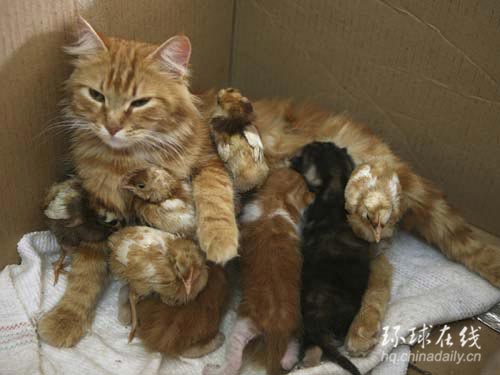 約旦：貓雞親情濃