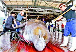 日本謀求捕鯨“土著”待遇