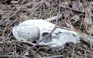 世界著名的恐怖景區(qū)