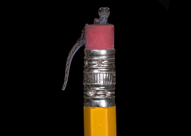 厄瓜多爾雨林新物種:吸蝸牛的蛇 無(wú)蝌蚪期的青蛙