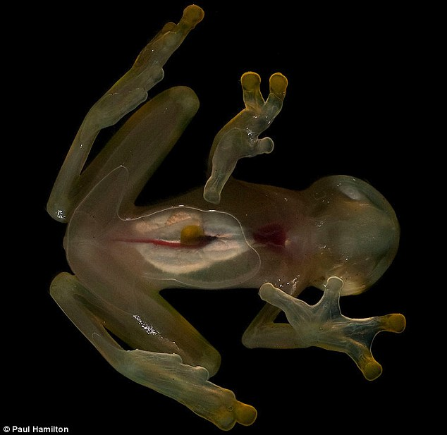 厄瓜多爾雨林新物種:吸蝸牛的蛇 無(wú)蝌蚪期的青蛙