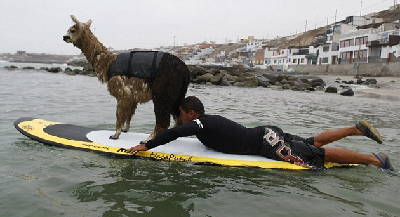 秘魯教練數(shù)月精心訓(xùn)練 羊駝也能劈波斬浪！