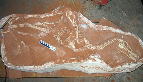 外國學(xué)生在內(nèi)蒙發(fā)現(xiàn)新種恐龍化石 屬鳥類近親