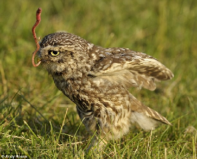 攝影師拍下英國(guó)最小貓頭鷹白天捕食喂寶寶情景
