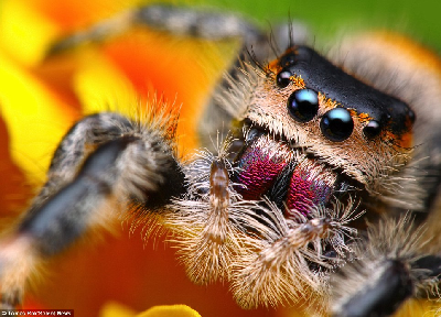 英國(guó)青年最愛拍攝蜘蛛 詭異美麗讓人著迷