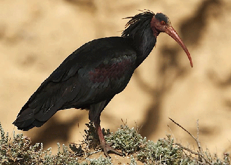 人工喂養(yǎng)歐洲禿鵑不會遷徙 科學家用滑翔飛翼引導(dǎo)