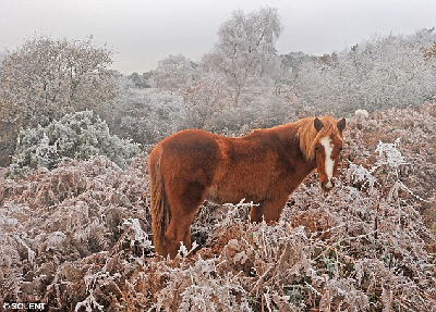 看動物如何挑戰(zhàn)英國“世紀嚴寒”