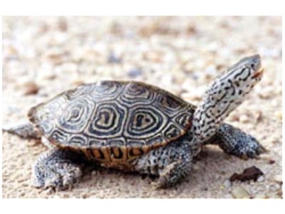 烏龜占領肯尼迪機場跑道 多趟班機延誤