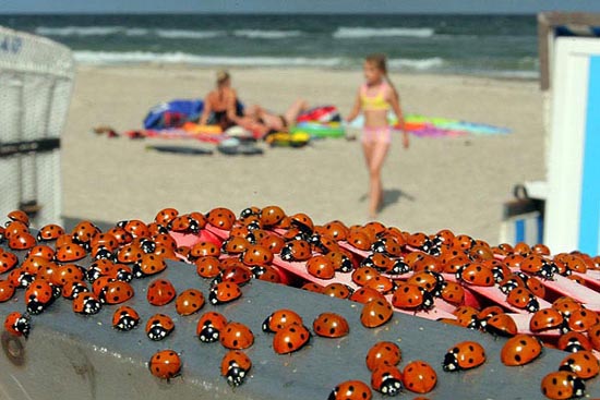 德北部數(shù)百萬只瓢蟲聚集形成罕見景觀