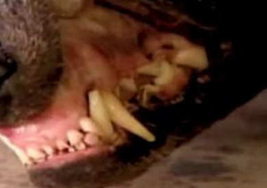 美國發(fā)現(xiàn)疑似“吸血怪獸”的尸體