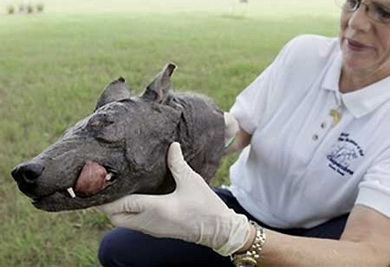 美國發(fā)現(xiàn)疑似“吸血怪獸”的尸體