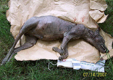 美國發(fā)現(xiàn)疑似“吸血怪獸”的尸體