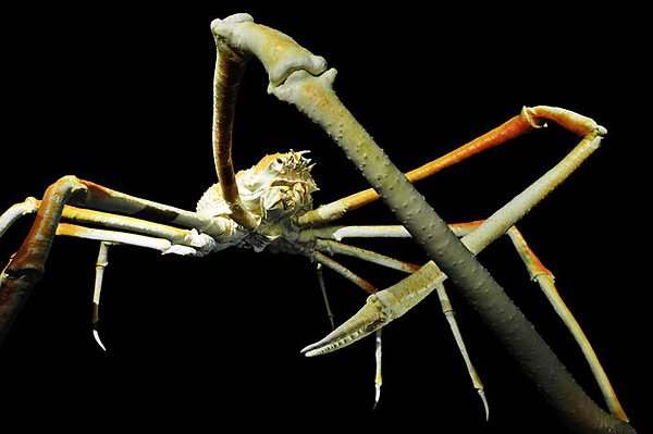 柏林自然博物館展出深海奇異生物