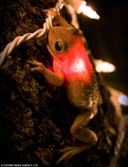 貪吃樹蛙誤吞燈泡導(dǎo)致肚子發(fā)光(圖)