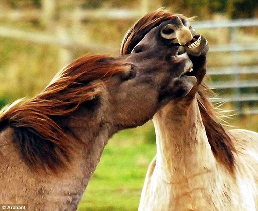 英國馬兒會“齜牙笑”？網(wǎng)友熱議編笑話