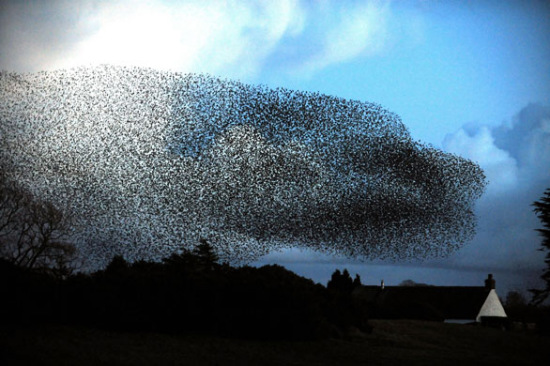 數(shù)萬八哥返回英國過冬 遮天蔽日?qǐng)雒鎵延^