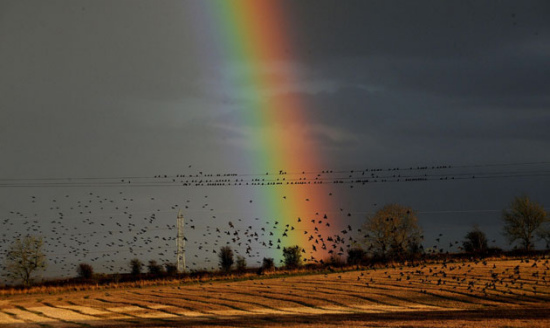 數(shù)萬八哥返回英國過冬 遮天蔽日?qǐng)雒鎵延^