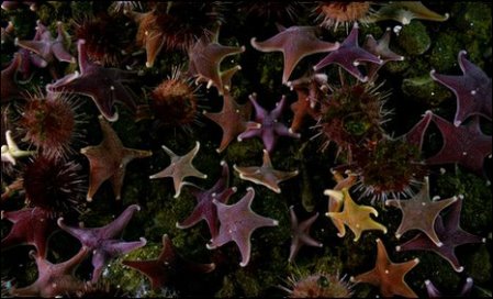 英攝影隊(duì)南極冰層下拍到3米長(zhǎng)巨蟲(chóng)搶食死海豹