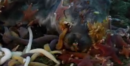 英攝影隊(duì)南極冰層下拍到3米長(zhǎng)巨蟲(chóng)搶食死海豹