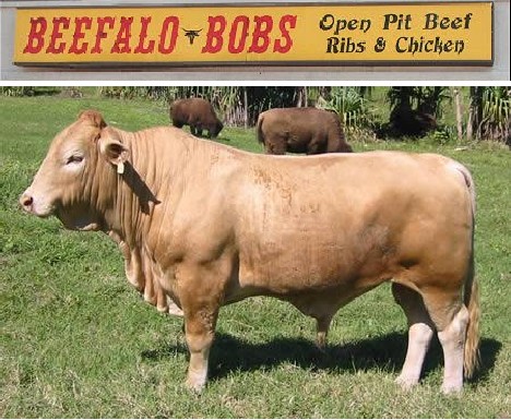 十大奇特雜交動物:蜘蛛山羊產(chǎn)絲硬比鋼絲