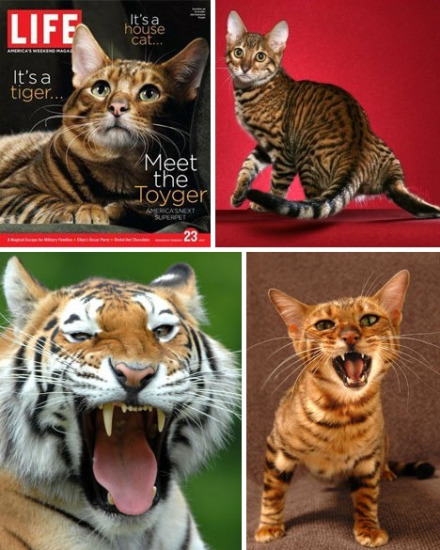 十大奇特雜交動(dòng)物：蜘蛛山羊產(chǎn)絲硬比鋼絲