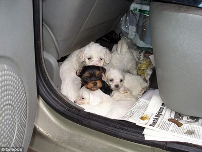 殘忍司機(jī)車(chē)廂內(nèi)藏47只狗崽連續(xù)駕駛 被控“虐待動(dòng)物”