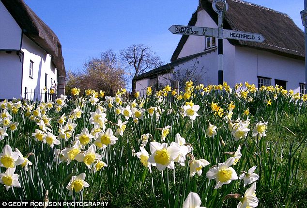 水仙像大蔥 英最大水仙節(jié)首次無花開幕