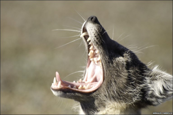 揭秘雪地精靈北極狐：捕食旅鼠喂養(yǎng)幼崽(圖)