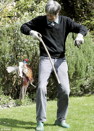 英鳥類學(xué)家遭瘋狂孔雀蹲守攻擊 每天翻后窗進出家