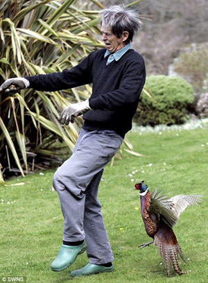 英鳥類學(xué)家遭瘋狂孔雀蹲守攻擊 每天翻后窗進出家