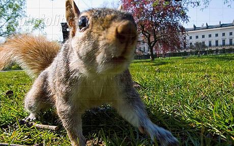 可愛松鼠變身“電路殺手” 啃壞英民宅、汽車電線