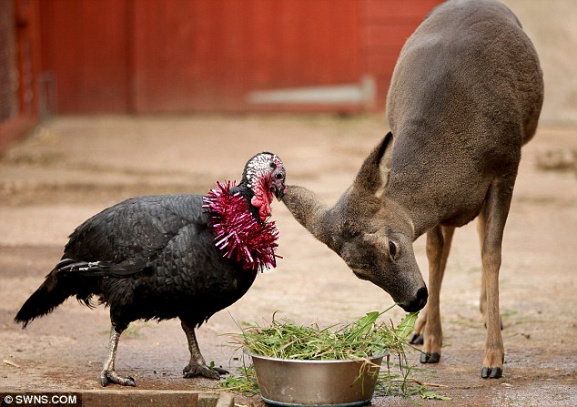 英動(dòng)物園“跨界情侶”——火雞與小鹿一見鐘情形影不離