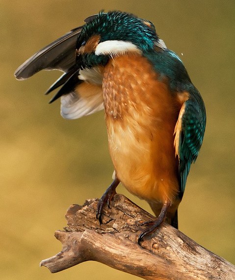 猶伸翅膀半遮面 小小翠鳥也會(huì)害羞?