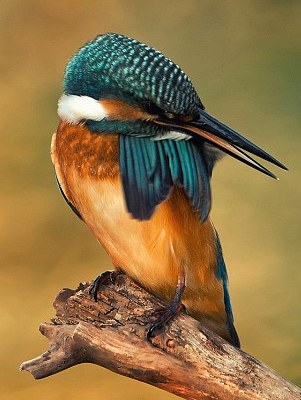 猶伸翅膀半遮面 小小翠鳥也會(huì)害羞?