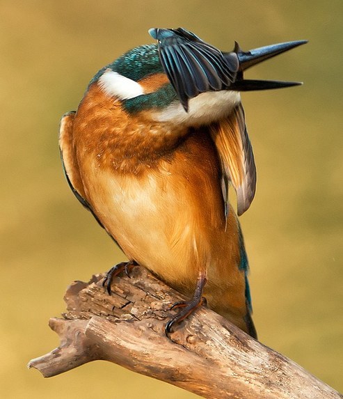 猶伸翅膀半遮面 小小翠鳥也會(huì)害羞？