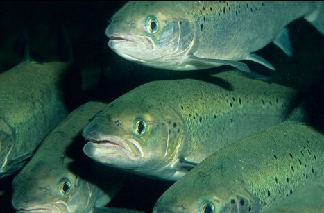 美國最新實驗顯示:魚類沒有痛感