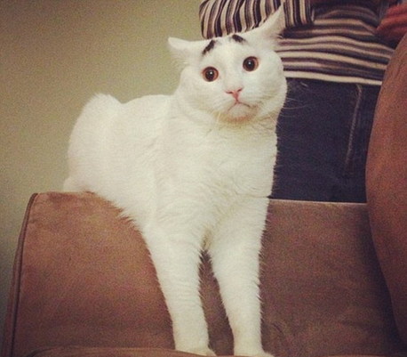 美國(guó)囧貓名聲大噪 “八字眉”傳遞憂國(guó)憂民情