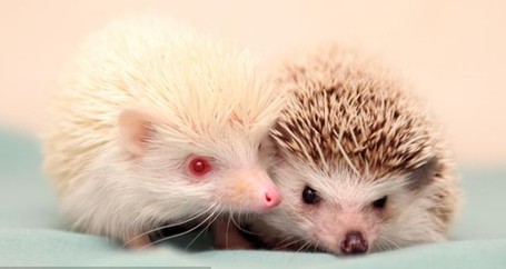 白化小刺猬慘遭遺棄 動(dòng)物救助中心覓“真愛”