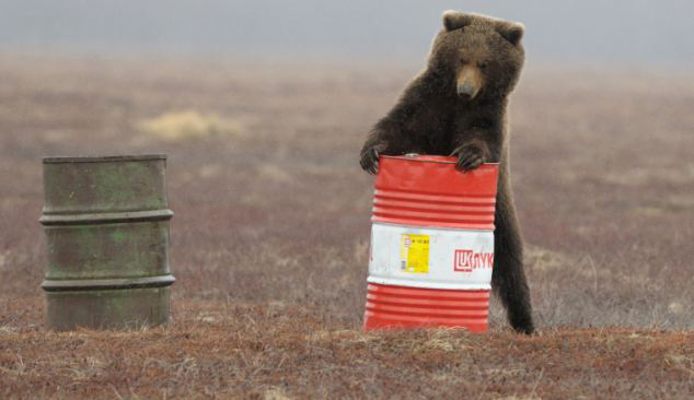 俄羅斯棕熊迷戀航空燃料 “癮君子”抱油桶聞個(gè)夠